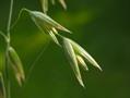 avena sativa